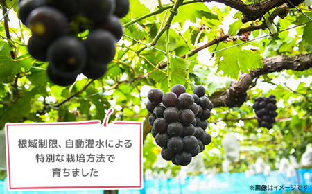 2026年発送【訳あり】種なしぶどう　青森県産　藤稔2房(1.0kg～1.2kg)_果物・フルーツ ぶどう・マスカット  ブドウ 葡萄 _【配送不可地域：離島】【1613278】