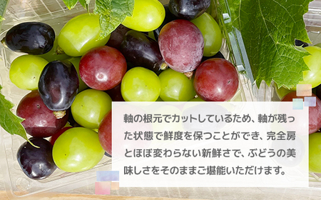 2026年発送【訳あり】粒取り ぶどう バラバラ3色セット 計1kg(500g×2パック)食べ比べ!_果物・フルーツ ぶどう・マスカット  ブドウ 葡萄 _【配送不可地域：離島】【1613279】