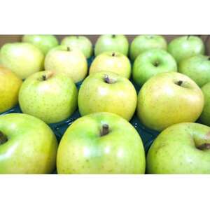 【26年2月より順次発送】平均糖度13度以上! 王林 約10kg おもてなし用_果物・フルーツ りんご  リンゴ 林檎_【配送不可地域：離島・沖縄県】【1609507】