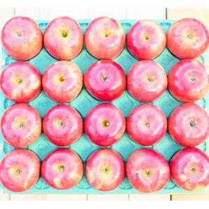 平均糖度13度以上! サンふじ 約5kg おもてなし用 CA貯蔵 クール便_果物・フルーツ りんご  リンゴ 林檎_【配送不可地域：離島・沖縄県】【1609610】