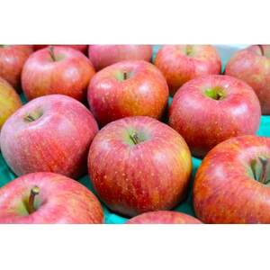 平均糖度13度以上! サンふじ 約5kg 訳あり CA貯蔵 クール便_果物・フルーツ りんご  リンゴ 林檎_【配送不可地域：離島・沖縄県】【1609615】