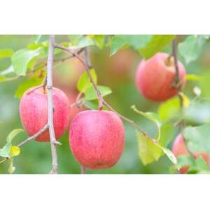 平均糖度13度以上! サンふじ 約5kg 訳あり CA貯蔵 クール便_果物・フルーツ りんご  リンゴ 林檎_【配送不可地域：離島・沖縄県】【1609615】