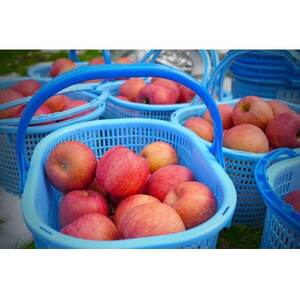 【26年6月出荷予定】平均糖度13度以上! サンふじ 約5kg 訳あり CA貯蔵 クール便_果物・フルーツ りんご リンゴ 林檎_【配送不可地域:離島・沖縄県】【1612836】