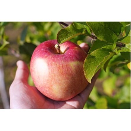 【26年4月～5月中旬出荷】平均糖度13度以上! 葉とらずサンふじ 約10kg 訳あり 青森りんご_果物・フルーツ りんご  リンゴ 林檎_【配送不可地域：離島・沖縄県】【1612854】