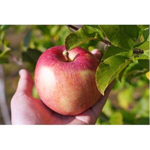 平均糖度13度以上! 葉とらずサンふじ 約5kg おもてなし用_果物・フルーツ りんご リンゴ 林檎_【配送不可地域:離島・沖縄県】【1612857】