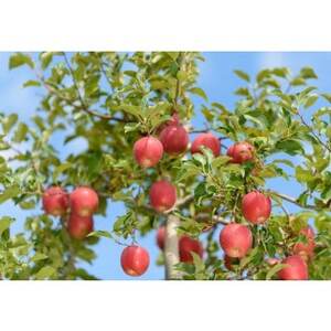 【26年4月出荷予定】紅玉 約10kg 訳あり CA貯蔵 クール便_果物・フルーツ りんご  リンゴ 林檎_【配送不可地域：離島・沖縄県】【1612931】