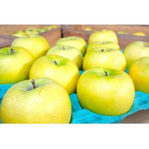 【26年2月出荷予定】平均糖度13度以上! シナノゴールド 約10kg 訳あり_果物・フルーツ りんご  リンゴ 林檎_【1612917】