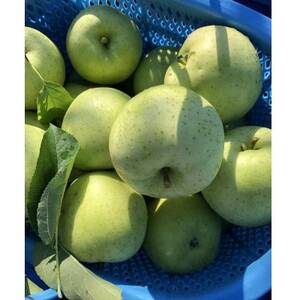 先行受付【青森市産・王林】約3kg(家庭用)【1181964】