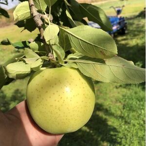 先行受付【青森市産・王林】約3kg(家庭用)【1181964】