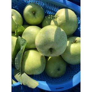 【2025年産】りんご 完熟葉とらずふじ・王林詰め合わせ 5kg (16~24玉)【配送不可地域:離島・沖縄県】【1181953】