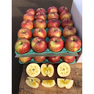 【2025年産】りんご 完熟葉とらずふじ 5kg (家庭用)【配送不可地域:離島・沖縄県】【1181954】