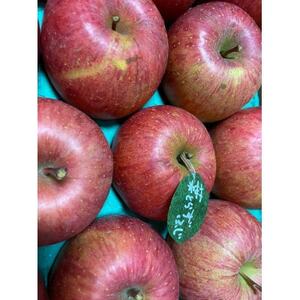 【2025年産】りんご 完熟葉とらずふじ 5kg (家庭用)【配送不可地域:離島・沖縄県】【1181954】