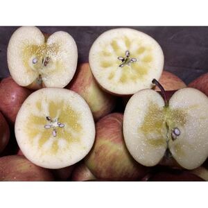 【2025年産】りんご 完熟葉とらずふじ 5kg (家庭用)【配送不可地域:離島・沖縄県】【1181954】