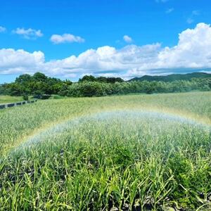青森県産にんにくバラ1.0kg　ホワイトロッペン【1696845】