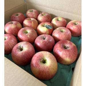 当園人気第1位!!【青森市産 完熟葉とらずふじ】　約10kg　32～43玉 (家庭用)【配送不可地域：離島】【1181955】