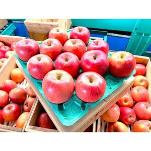 【26年4月発送予定】平均糖度13度以上! 葉とらずサンふじ 約3kg 訳あり【配送不可地域：離島】【1717702】