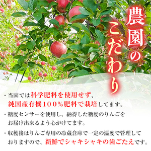 りんご 「サンふじ」 糖度14度以上保証 約3kg (8～12玉) 青森市長賞受賞 【配送不可地域：離島】【1085322】