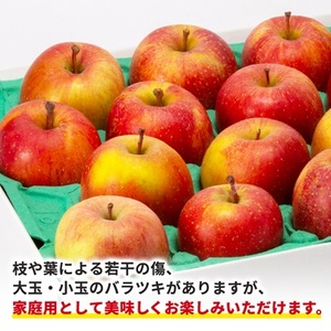 青森市産りんご「葉取らずサンふじ」約5kg(家庭用)_果物・フルーツ りんご リンゴ 林檎_【配送不可地域:離島・沖縄県】【1272641】