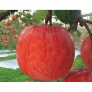 りんご「サンふじ紅虎」約5kg(家庭用)【1326708】