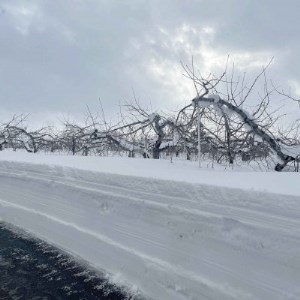 青森県産 産地直送!家庭用 サンふじ 約5kg【配送不可地域：離島】【1387746】