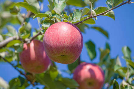 りんご ねぷたりんご バラエティーセット 贈答用 約3kg 【品種おまかせ】