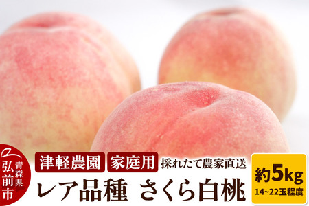 【26年9月発送】もも【2026年産 レア品種 さくら白桃】家庭用 約5kg 14～22玉程度 津軽農園 採れたて 農家直送