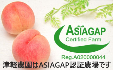 【レア品種 さくら白桃】家庭用 約5kg 14～22玉程度 　ASIAGAP認証農場 津軽農園 採れたて 農家直送