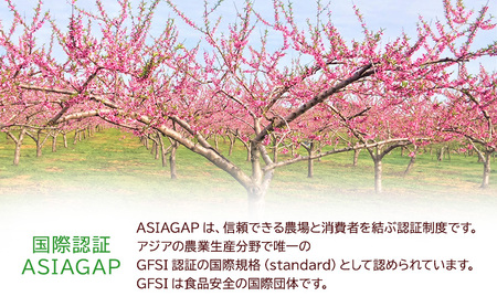 【レア品種 さくら白桃】家庭用 約5kg 14～22玉程度 　ASIAGAP認証農場 津軽農園 採れたて 農家直送