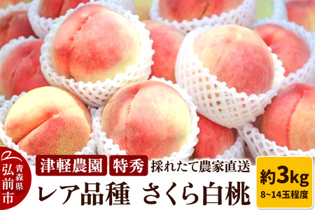 【26年9月発送】もも【2026年産 レア品種 さくら白桃】特秀 約3kg 8~14玉程度 津軽農園 採れたて 農家直送