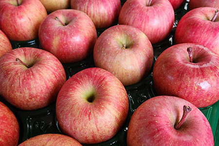 【25年11月~発送】りんご【家庭用】葉とらずサンふじ 約5kg 訳あり ちとせ村