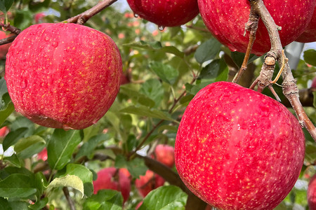 りんご 權之丞 サンふじ 家庭用 約3kg【弘前市産・青森りんご】