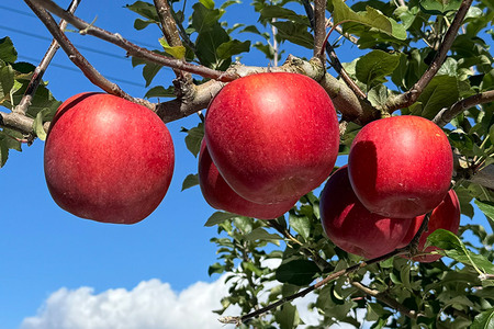 somaringo farm 無添加 まるしぼり りんごジュース 6品種飲み比べセット 180ml 各1本 計6本