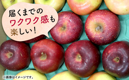 りんご 【 1月発送 】 家庭用 旬のりんご 品種おまかせ 約 5kg 2品種～４品種【 弘前市産 青森りんご 】