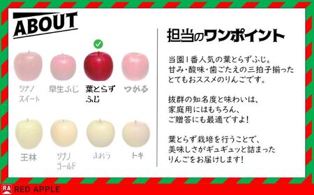 りんご 【 1月発送 】 13度糖度保証 家庭用 葉とらず ふじ 約 5kg 【 弘前市産 青森りんご  果物類 林檎 リンゴ  】