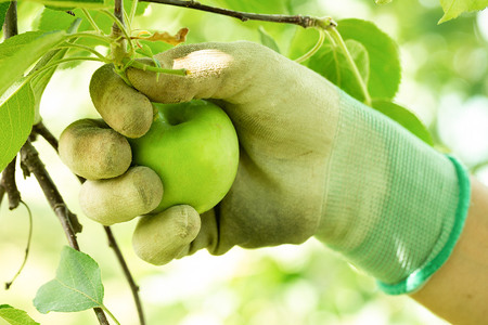 未来を育てるりんごのお酒 テキカカシードル（ライチ） 330ml×6本 お酒 青森 弘前 林檎 リンゴ