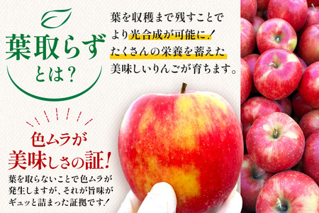りんご 葉とらず サンふじ 約10kg カワムラファーム 家庭用 青森 果物 フルーツ 林檎 リンゴ くだもの