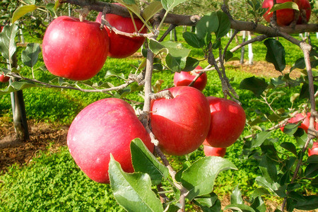  《定期便3ヶ月》ストレートりんごジュース【AOMORI APPLE】250ml×12本 としぞう。