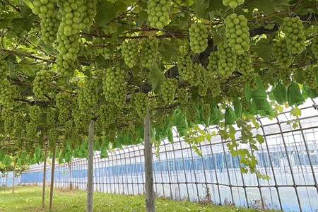 【26年9月～発送】【訳あり】 房から外した粒だけシャインマスカット1kg（500g×2パック） ぶどう フルーツ 果物 ブドウ 葡萄 グレープ くだもの 産地直送