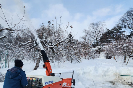  【26年1月発送】りんご【家庭用】王林 約10kg