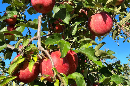 りんご 權之丞 サンふじ 贈答用 約5kg【弘前市産・青森りんご】