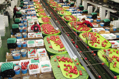 【26年1月発送】りんご 葉取らずサンふじ【良品】約10kg キタエアップル