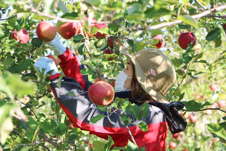 無添加 りんごジュース 4種詰め合わせ(ブレンド・ふじ・王林・シナノゴールド)1L×6本 JA相馬村