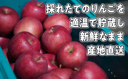 1月～3月発送 家庭用 旬のリンゴ詰め合わせ 約5kg 糖度13度以上【弘前市産・青森りんご 果物類 林檎  】