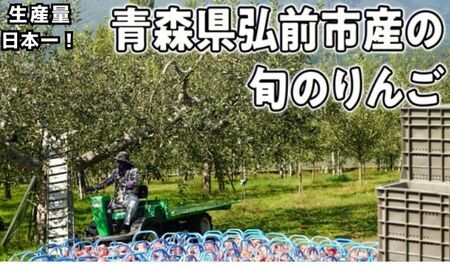 9月～12月発送 家庭用 旬のリンゴ詰め合わせ 約5kg 糖度13度以上【弘前市産・青森りんご 果物類 林檎  】