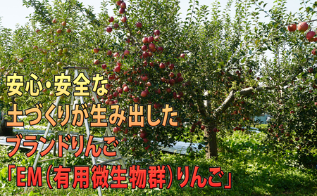 りんご 【 1月発送 】 贈答規格 EM サンふじ 約 3kg  糖度 13度以上 【 弘前市産 青森りんご 】 リンゴ 果物 青森 弘前 ふじ 贈答【 果物類 林檎  】