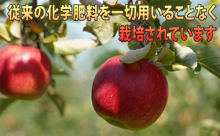 りんご 【 11月 ～ 12月発送 】  贈答規格 蜜入り EM サンふじ 約 3kg  糖度 13度以上 【 弘前市産 青森りんご 】 リンゴ 果物 青森 弘前 ふじ 贈答【 果物類 林檎  】