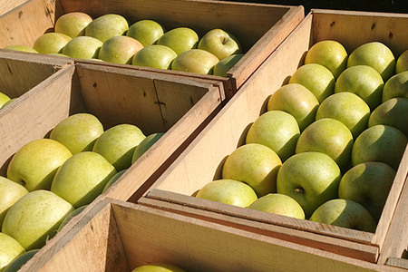 りんご 最高等級 特選大玉 3種詰め合わせ 約5kg（サンふじ・金星・王林）糖度14度以上