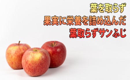 りんご 【 1月発送 】 訳あり EM 葉取らず サンふじ 約 10kg 糖度 13度以上 【 弘前市産 青森りんご 】 リンゴ 果物 青森 弘前 家庭用【 果物類 林檎  】