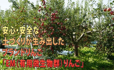 りんご 【 3月発送 】 訳あり EM 葉取らず サンふじ 約 10kg 糖度 13度以上 【 弘前市産 青森りんご 】 リンゴ 果物 青森 弘前 家庭用【 果物類 林檎 約10kg  】