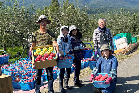 【26年1月~発送】りんご 家庭用 旬のリンゴ詰め合わせ 約10kg 糖度13度以上